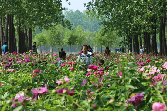 （菏澤市東明黃河森林公園。圖片來源：菏澤市攝影家協(xié)會）